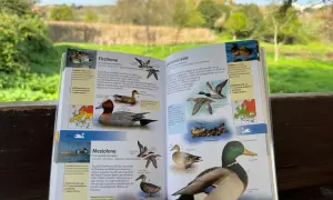 Uccelli nel Lago di Garda: il Fischione, il Mestolone e il Germano reale illustrati in un libro.