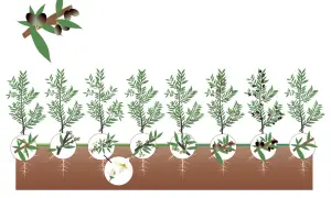 Illustrazione del ciclo di vita dell'olivo, dalla fioritura alla maturazione delle olive, mostrando quante olive produce un albero.